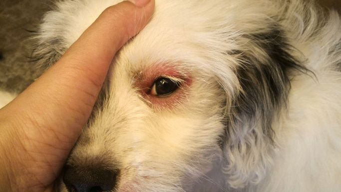 Hilfe, mein Hund hat eine Allergie! Was du jetzt tun solltest