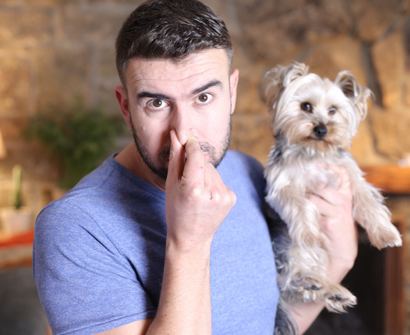 Blähungen beim Hund: lustig, peinlich – und manchmal gefährlich!