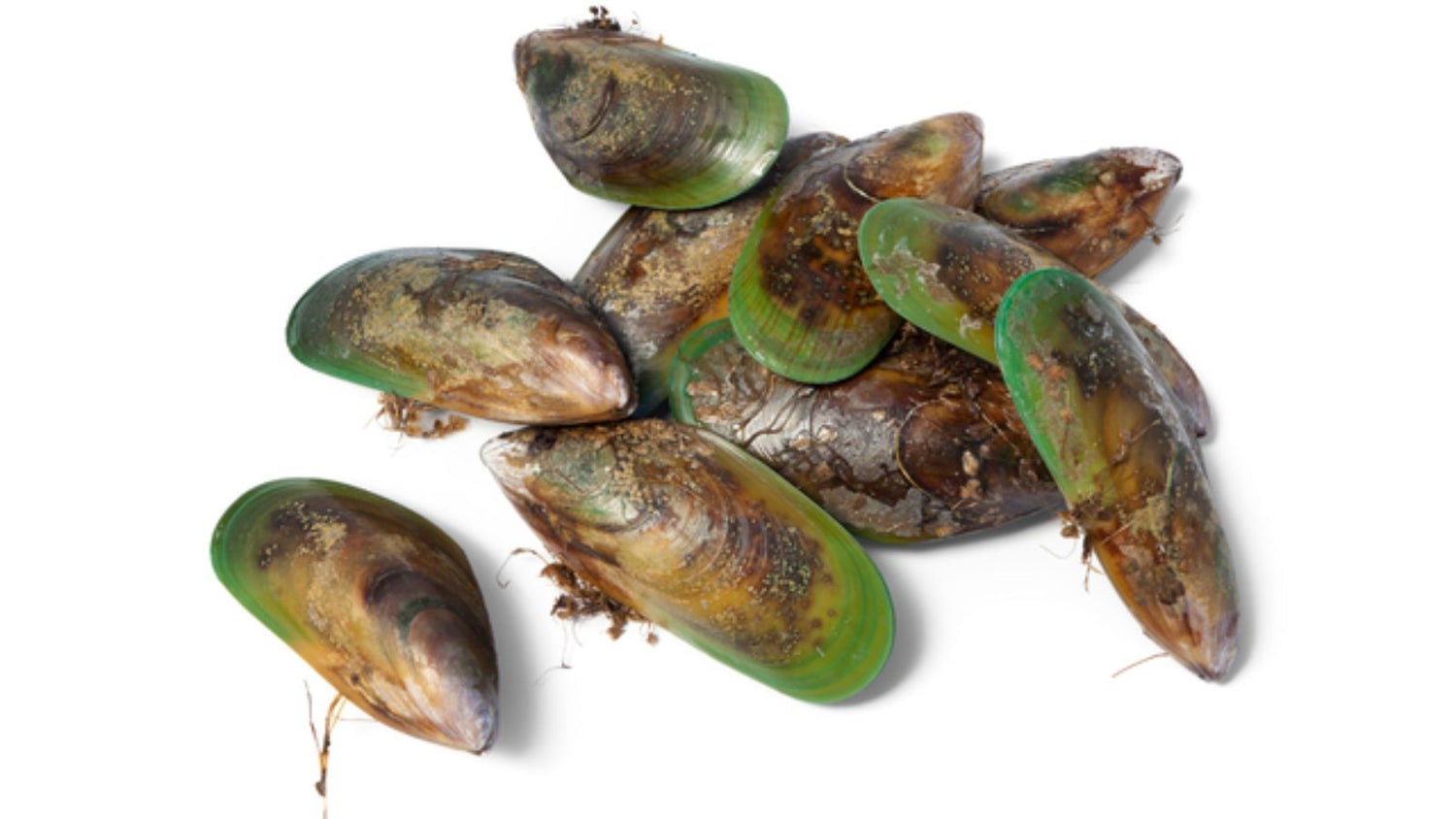 Randerscheinung: die Grünlippmuschel