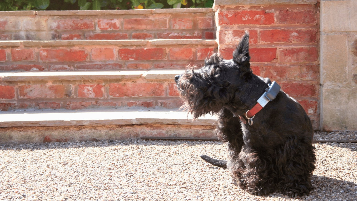 Hilfe, mein Hund kratzt sich ständig!