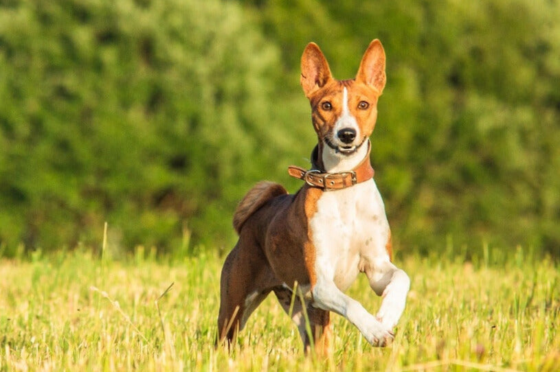 Hibbelig und Aufgedreht: Gibt es ADHS auch bei Hunden?