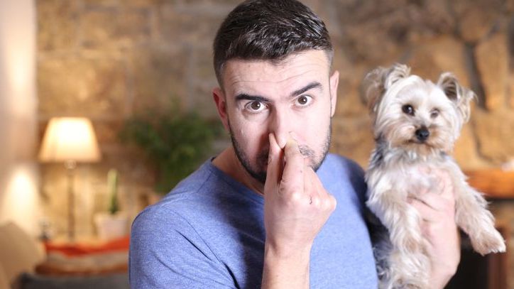 Blähungen beim Hund: lustig, peinlich – und manchmal gefährlich!