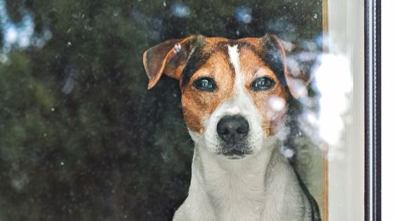 Hund alleine lassen – Tipps für entspannte Hunde und noch entspanntere Halter