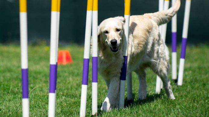 Degility als neuer Trend-Hundesport: Das perfekte Training vom Welpen bis Senior! 