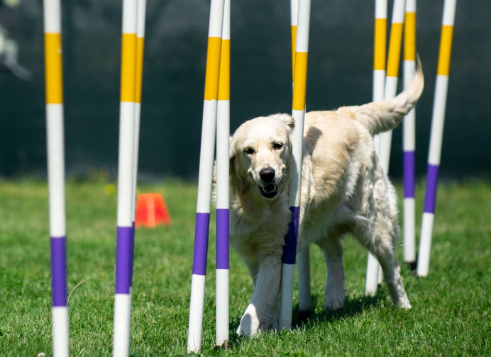 Degility als neuer Trend-Hundesport: Das perfekte Training vom Welpen bis Senior! 