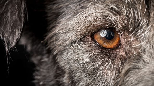 Hundedemenz erkennen: Wenn dein Senior plötzlich „anders“ wird