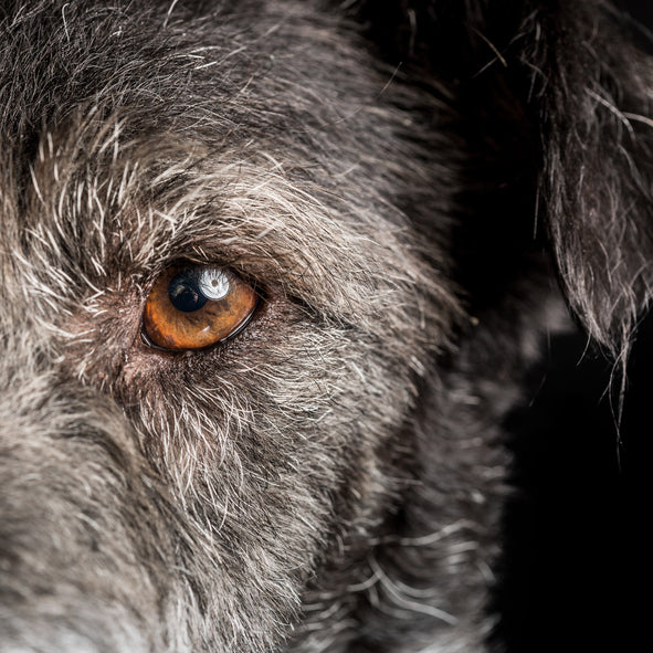 Hundedemenz erkennen: Wenn dein Senior plötzlich „anders“ wird