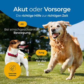 Hundpur® Gelenke 3 für 2