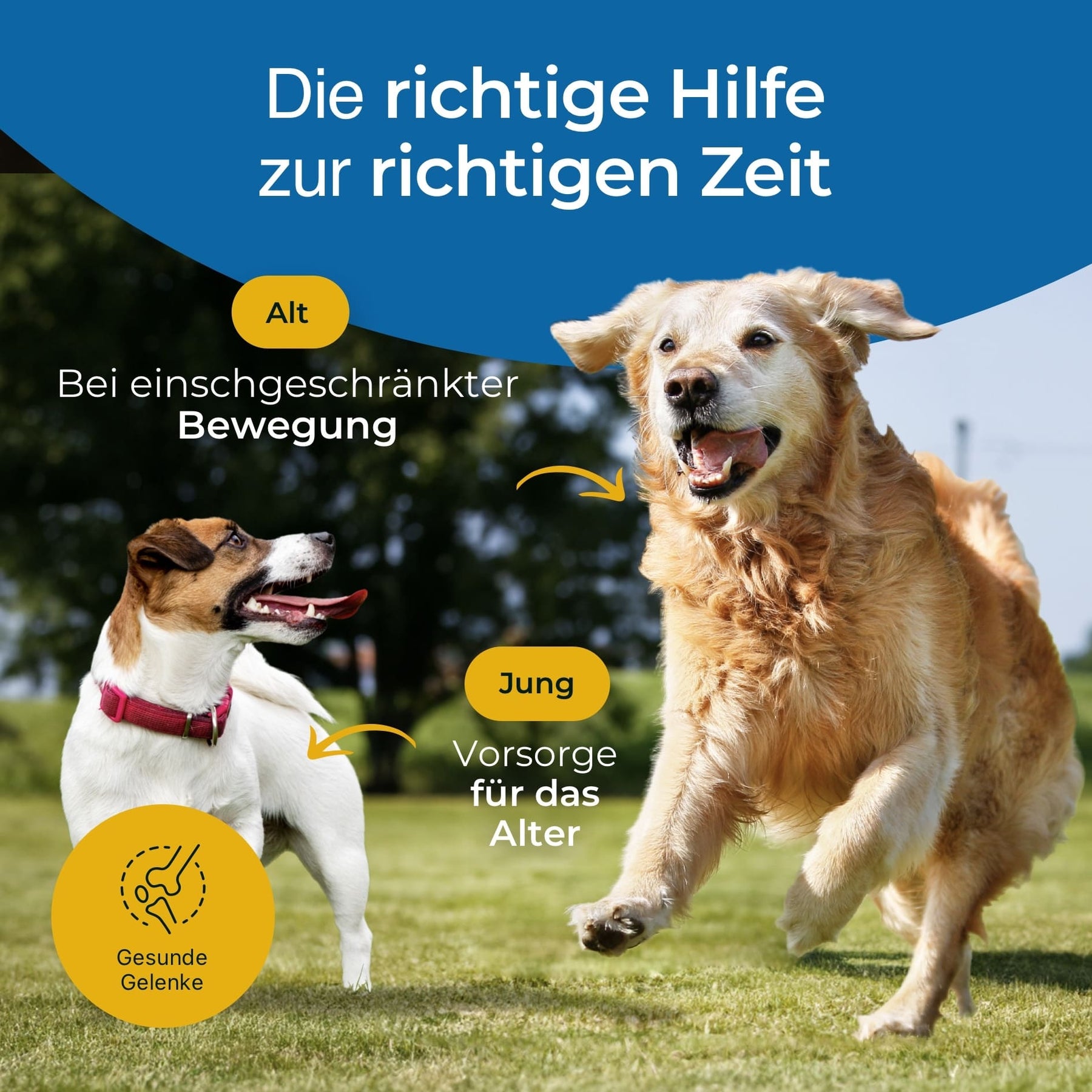 Hundpur® Gelenke