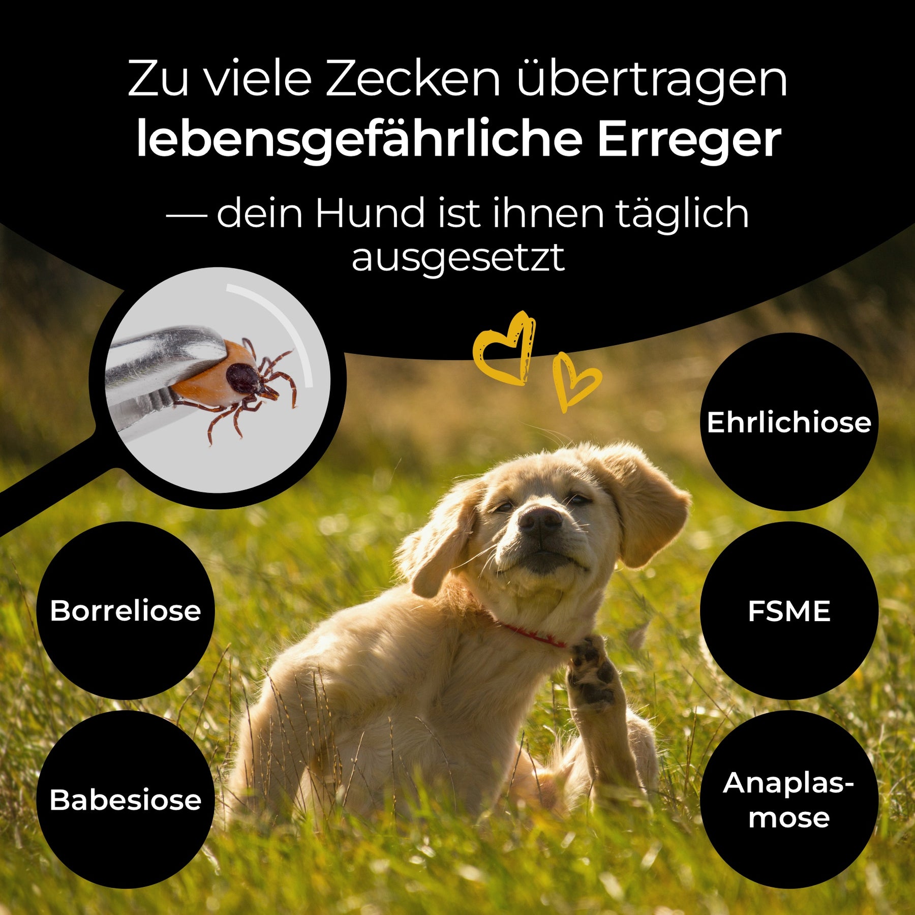 Hundpur® Zecken Tinktur mit Schutzkomplex 40% Rabatt