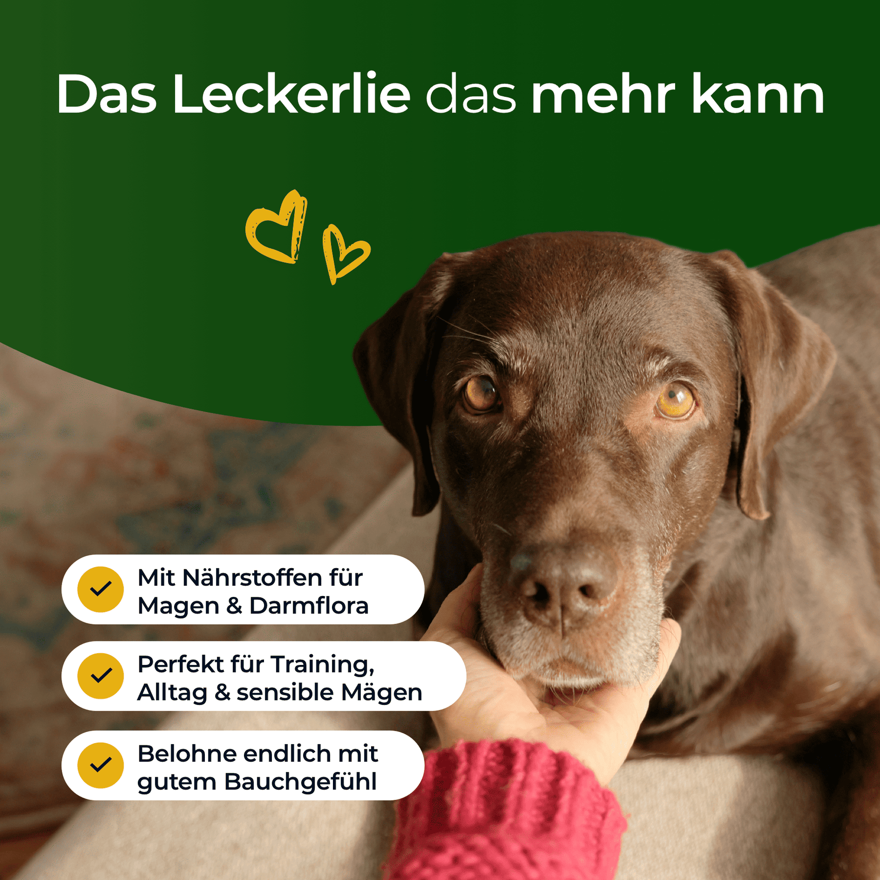 Hundpur® felicità digestiva con lievito complesso