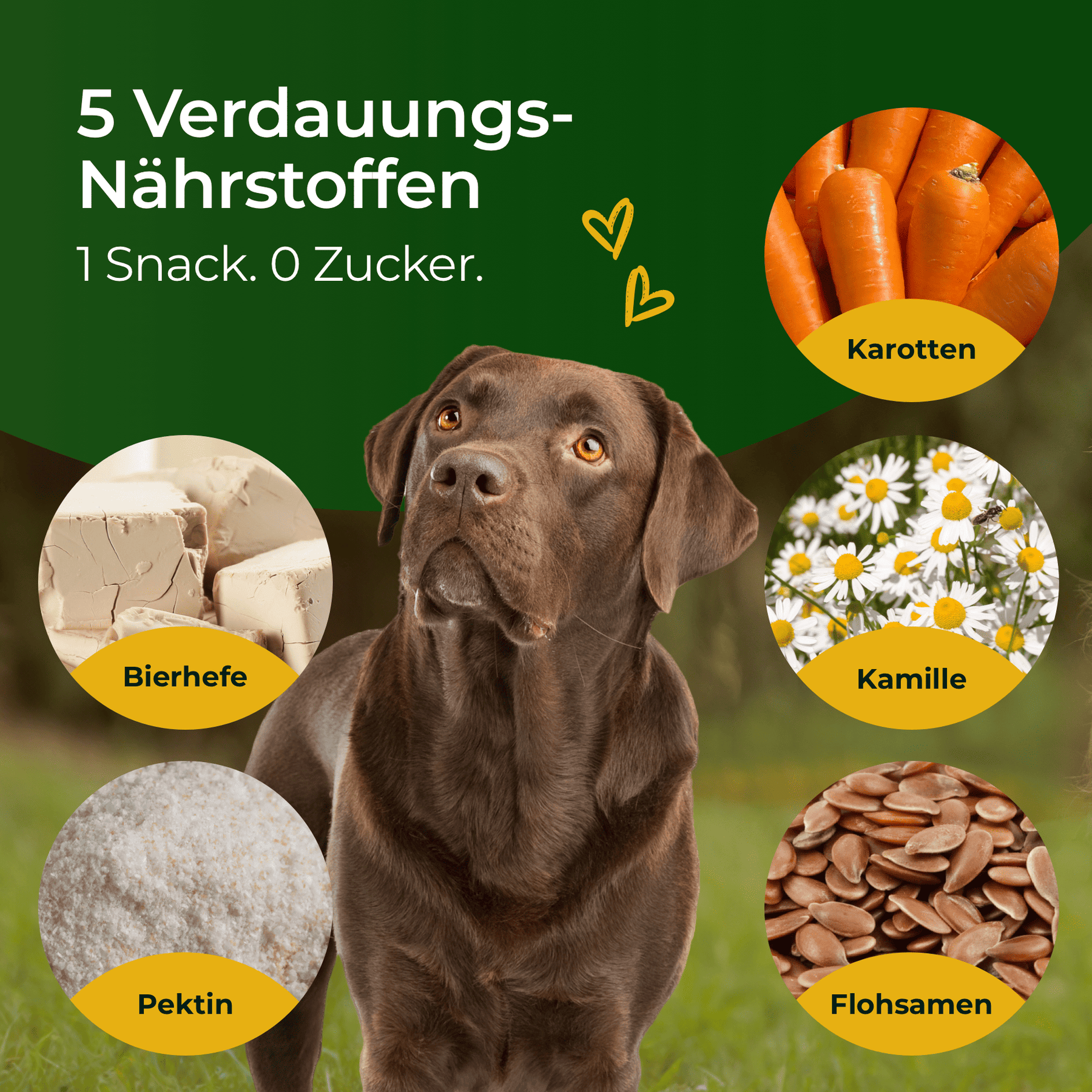 Hundpur® felicità digestiva con lievito complesso