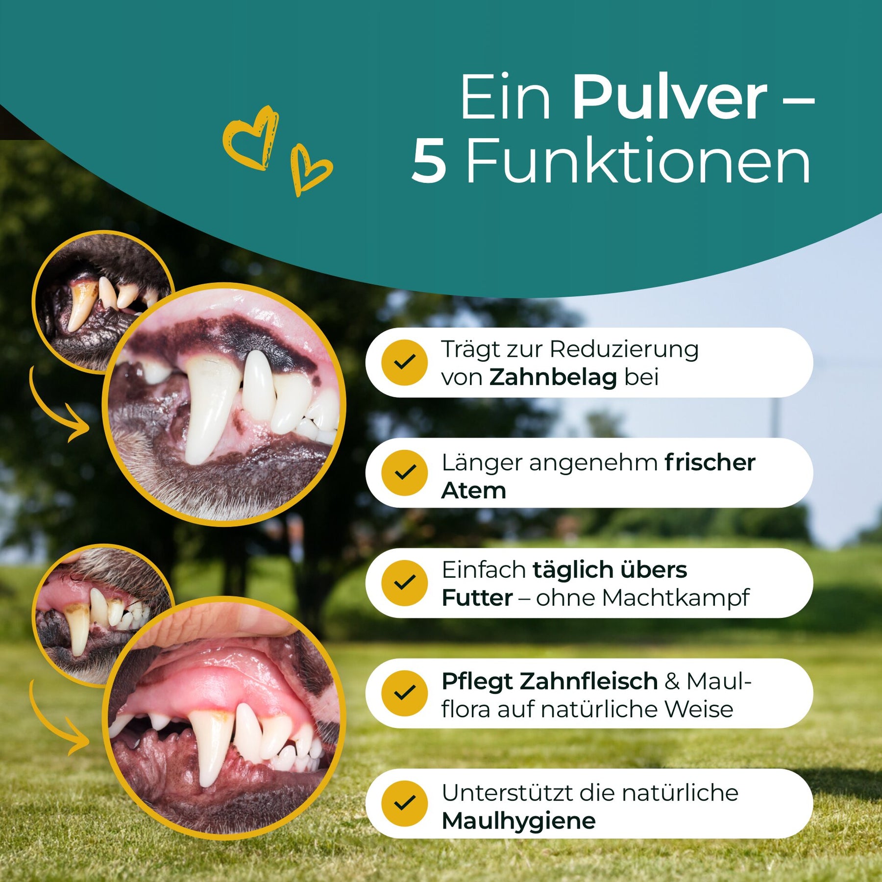 Denti Hundpur® con complesso dentale