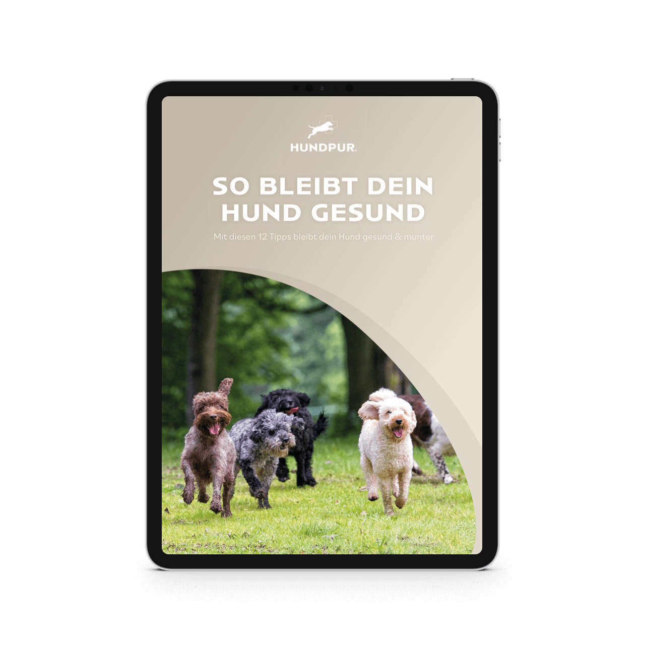 So bleibt dein Hund gesund
