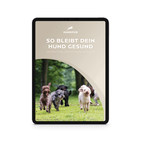 So bleibt dein Hund gesund